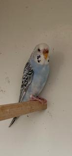 Dun fallow grasparkiet, Dieren en Toebehoren, Vogels | Parkieten en Papegaaien, Vrouwelijk, Parkiet