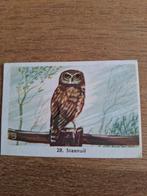 Rizla Vogelplaatje - Steenuil, Verzamelen, Ophalen of Verzenden, 1960 tot 1980, Ongelopen, Vogel