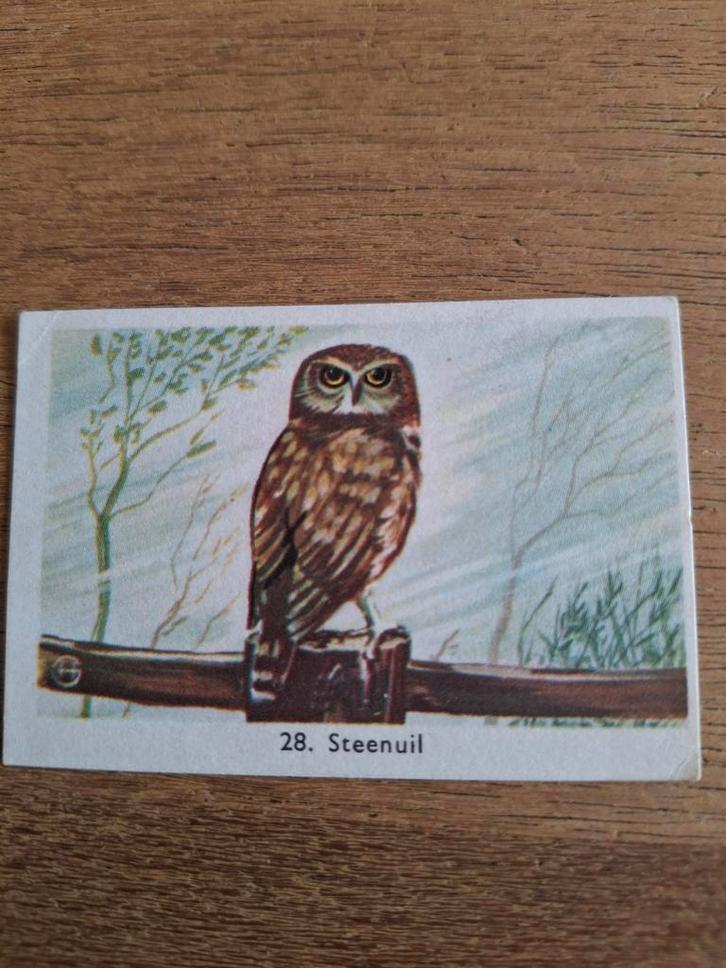 Rizla Vogelplaatje - Steenuil, Verzamelen, Ansichtkaarten | Dieren, Ongelopen, 1960 tot 1980, Vogel, Ophalen of Verzenden