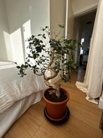 Bonsai boom, Huis en Inrichting, Woonaccessoires | Zuilen en Pilaren, Ophalen of Verzenden, Zo goed als nieuw