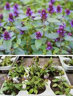 Prunella Grandiflora Bijenkorfje vlinders insect bodembedek, Ophalen, Bodembedekkers, Vaste plant, Halfschaduw