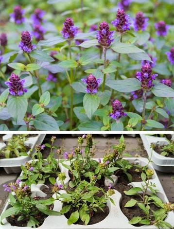 Prunella Grandiflora Bijenkorfje vlinders insect bodembedek beschikbaar voor biedingen