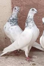 Boedapester hoogvliegers, Dieren en Toebehoren, Vogels | Duiven, Mannelijk, Postduif