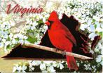 Ansichtkaart	Virginia, USA	Cardinal	State Bird, Verzenden, 1980 tot heden, Buiten Europa