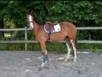 Prachtig paard en stoere E pony, Dieren en Toebehoren, Paarden, Merrie, Springpaard, 3 tot 6 jaar, Gechipt