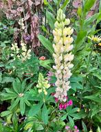 Lupines zaden Chandelier (zachtgeel), Verzenden, Volle zon