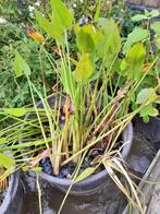 te koop vijverplanten, Tuin en Terras, Vijvers, Ophalen, Gebruikt