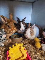 Te koop mooie lieve konijntjes, Dieren en Toebehoren, Meerdere dieren