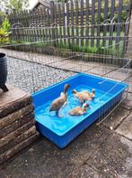 Jonge loopeendjes, Dieren en Toebehoren, Pluimvee, Geslacht onbekend, Eend
