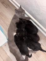 Kittens te koop, Britskorthaar kruising Europees Korthaar, Dieren en Toebehoren, Meerdere dieren, Ingeënt