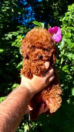 Red apricot Toy poedel️, Dieren en Toebehoren, Honden | Chihuahua's en Gezelschapshonden, Poedel, Particulier, Rabiës (hondsdolheid)