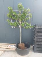 Prunus a. 'Kordia 10-12 leivorm halfstam, Ophalen, Halfschaduw