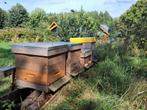 Bijenvolk(en) te koop, Dieren en Toebehoren, Bijen