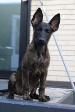 Mechelse herders X Hollandse herder pups, Dieren en Toebehoren, Honden | Herdershonden en Veedrijvers, Meerdere, Meerdere dieren