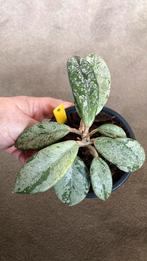 Hoya Wilbur Graves, Huis en Inrichting, Kamerplanten, Ophalen of Verzenden, Halfschaduw, Minder dan 100 cm