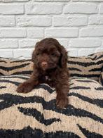 Maltipoo choco pups, Dieren en Toebehoren, Honden | Chihuahua's en Gezelschapshonden, Overige rassen, CDV (hondenziekte), 8 tot 15 weken