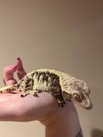 Wimpergekko vrouw Tripple XXX, Dieren en Toebehoren, Hagedis, Tam, 3 tot 6 jaar