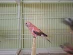 Roze bourksparkieten, Dieren en Toebehoren, Vogels | Parkieten en Papegaaien, Meerdere dieren, Parkiet