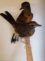 Te koop koppels schamalijsters en 1 losse pop., Dieren en Toebehoren, Vogels | Overige Vogels, Meerdere dieren, Tropenvogel, Geringd
