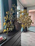 Kamerplant Clusia Rosea Princess, Ophalen, 100 tot 150 cm, Overige soorten, Halfschaduw