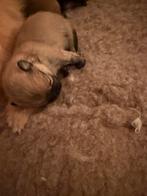 Bearface Pomeranian / dwergkees, Dieren en Toebehoren, Honden | Poolhonden, Keeshonden en Oertypen, Overige rassen, CDV (hondenziekte)