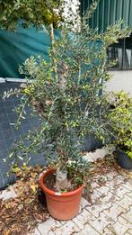 Olijfboom met dikke stam van €125 nu voor €60, 100 tot 250 cm, Olijfboom, Zomer, Ophalen