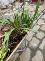 Stinkende Lis met Oranje Besjes, Tuin en Terras, Ophalen, Volle zon, Vaste plant, Zomer