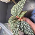 begonia guttata, Ophalen of Verzenden, Halfschaduw, Minder dan 100 cm