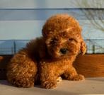 Mini Toy poodle, Dieren en Toebehoren, Rabiës (hondsdolheid), 8 tot 15 weken, Buitenland, Eén hond