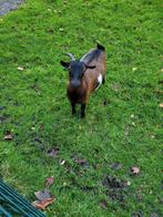 2 dwerggeiten, Dieren en Toebehoren, Meerdere dieren, Schaap