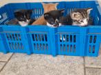 Super mooie en lieve kittens, Dieren en Toebehoren, Katten en Kittens | Overige Katten, Meerdere dieren