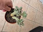 euphorbia mammillaris variegata zie foto, Ophalen, Cactus, Minder dan 100 cm