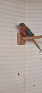 Turquoisine man, Dieren en Toebehoren, Mannelijk, Parkiet