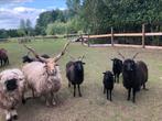 Racka schapen, Dieren en Toebehoren, Schapen, Geiten en Varkens, Meerdere dieren, Schaap