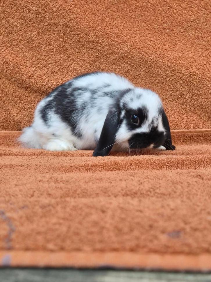 Zwart bont mini NHD rammetje klein lief tam gevlekt, Dieren en Toebehoren, Konijnen, Dwerg, Mannelijk, 0 tot 2 jaar, Hangoor