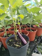 Surinaamse Aubergine, bhata en bitawirie planten 5,00 euro, Ophalen of Verzenden, Zomer, Overige soorten, Volle zon
