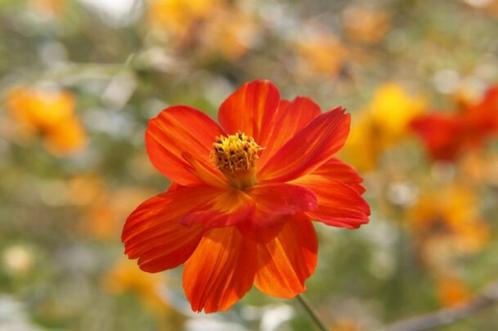 Te koop: zaden 1-, 2-jarigen en vaste planten, Tuin en Terras, Bloembollen en Zaden, Zaad, Ophalen