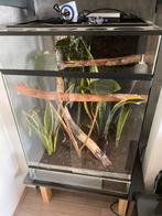 Terrarium, Dieren en Toebehoren, Ophalen, Zo goed als nieuw, Terrarium of Paludarium