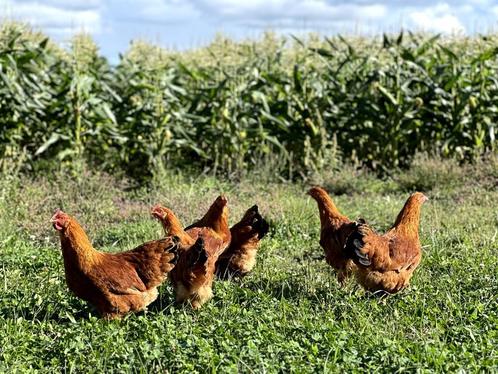 Jonge tamme New Hampshire kippen hennen gesekst en ingeënt, Dieren en Toebehoren, Pluimvee, Kip, Vrouwelijk