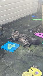 Gecastreede kat, Dieren en Toebehoren, Katten en Kittens | Overige Katten, Kater, Langharig, 0 tot 2 jaar
