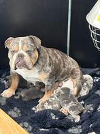 New english bulldog pups, Dieren en Toebehoren, Honden | Bulldogs, Pinschers en Molossers, Rabiës (hondsdolheid), 8 tot 15 weken