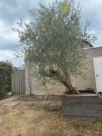 Olijfboom MOET WEG!, Tuin en Terras, Planten | Bomen, Bloeit niet, 100 tot 250 cm, Olijfboom, Ophalen