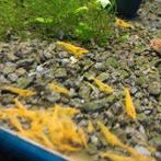 Kweek groep yellow King Kong garnalen minimaal 80 stuks, Kreeft, Krab of Garnaal, Zoetwatervis