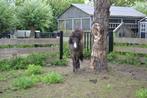 Mini paarden te koop, Minder dan 160 cm, Niet van toepassing, 0 tot 2 jaar, Gechipt