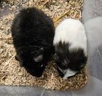 Vrouwelijke cavia's, Dieren en Toebehoren, Knaagdieren, Cavia, Augustus, Vrouwelijk, Tam