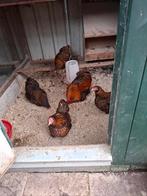 Orpington geel goud zwart gezoomd krielen, Dieren en Toebehoren, Pluimvee, Meerdere dieren, Kip