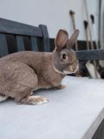 Grijs Lotharinger konijn, ram., Mannelijk, Middelgroot, 0 tot 2 jaar