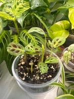 Maranta light veins plantje, Huis en Inrichting, Kamerplanten, Ophalen, Halfschaduw, Minder dan 100 cm