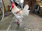 Groenlegger haan 5,5 maand (Marans x Olijflegger), Dieren en Toebehoren, Pluimvee, Mannelijk, Kip