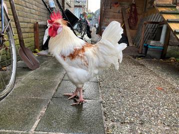 Groenlegger haan 5,5 maand (Marans x Olijflegger) beschikbaar voor biedingen